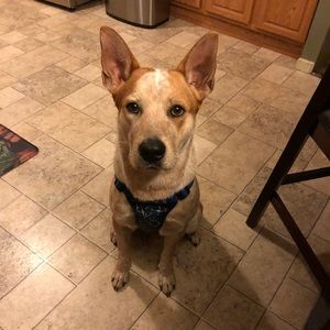 Meet your Posher, Elda